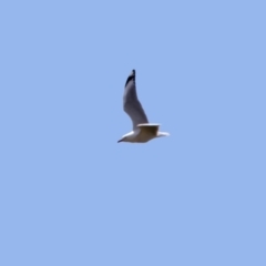 Chroicocephalus novaehollandiae (Silver Gull) at Jerrabomberra, NSW - 20 May 2021 by RodDeb