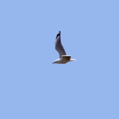 Chroicocephalus novaehollandiae (Silver Gull) at Jerrabomberra, NSW - 20 May 2021 by RodDeb