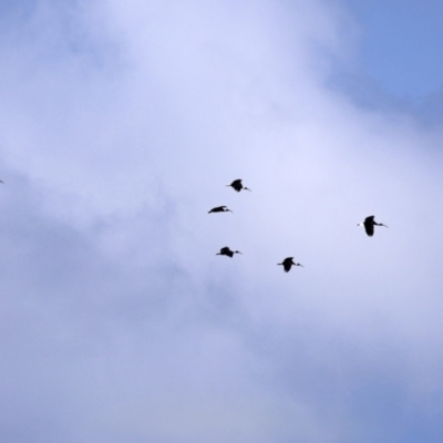 Threskiornis spinicollis (Straw-necked Ibis) at QPRC LGA - 20 May 2021 by RodDeb