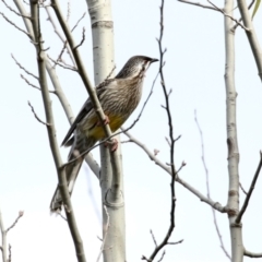 Anthochaera carunculata (Red Wattlebird) at QPRC LGA - 20 May 2021 by RodDeb