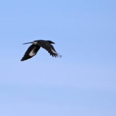 Strepera graculina (Pied Currawong) at Jerrabomberra, NSW - 20 May 2021 by RodDeb