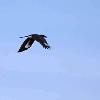 Strepera graculina (Pied Currawong) at Jerrabomberra, NSW - 20 May 2021 by RodDeb