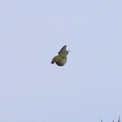 Oriolus sagittatus (Olive-backed Oriole) at Jerrabomberra Creek - 20 May 2021 by RodDeb