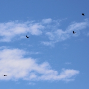 Corvus mellori at Jerrabomberra, NSW - 20 May 2021