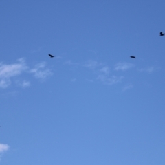 Corvus mellori at Jerrabomberra, NSW - 20 May 2021