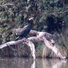 Phalacrocorax carbo (Great Cormorant) at Jerrabomberra, NSW - 20 May 2021 by RodDeb