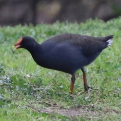 Gallinula tenebrosa (Dusky Moorhen) at Jerrabomberra, NSW - 20 May 2021 by RodDeb