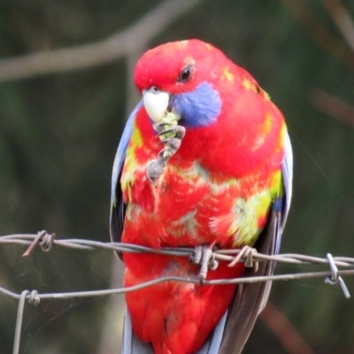 Platycercus elegans (Crimson Rosella) at Jerrabomberra, NSW - 20 May 2021 by RodDeb