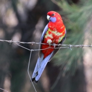 Platycercus elegans at Jerrabomberra, NSW - 20 May 2021