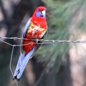 Platycercus elegans at Jerrabomberra, NSW - 20 May 2021