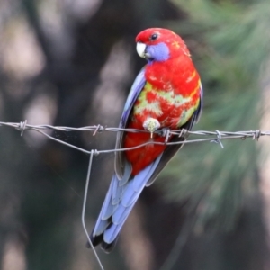 Platycercus elegans at Jerrabomberra, NSW - 20 May 2021