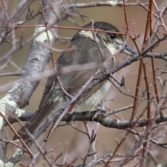 Cracticus torquatus (Grey Butcherbird) at Jerrabomberra, NSW - 20 May 2021 by RodDeb