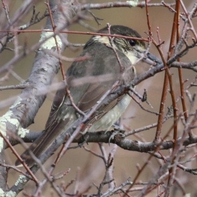 Cracticus torquatus (Grey Butcherbird) at Jerrabomberra, NSW - 20 May 2021 by RodDeb