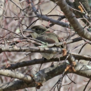 Cracticus torquatus at Jerrabomberra, NSW - 20 May 2021 12:18 PM