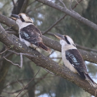 Dacelo novaeguineae (Laughing Kookaburra) at Jerrabomberra, NSW - 20 May 2021 by RodDeb