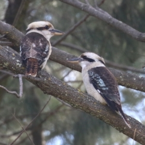 Dacelo novaeguineae at Jerrabomberra, NSW - 20 May 2021