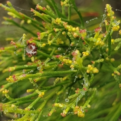 Exocarpos cupressiformis (Cherry Ballart) at Holt, ACT - 20 May 2021 by drakes