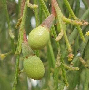 Exocarpos cupressiformis at Holt, ACT - 20 May 2021