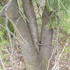 Exocarpos cupressiformis at Holt, ACT - 20 May 2021