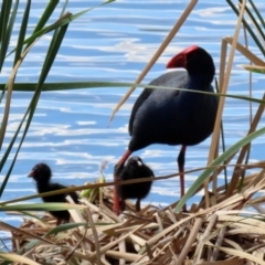 Porphyrio melanotus (Australasian Swamphen) at Jerrabomberra Creek - 12 Apr 2021 by RodDeb