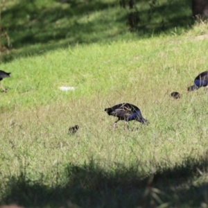 Porphyrio melanotus at Jerrabomberra, NSW - 12 Apr 2021