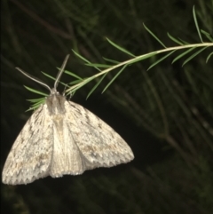 Chlenias nodosus (A geometer moth) at Garran, ACT - 12 May 2021 by Tapirlord