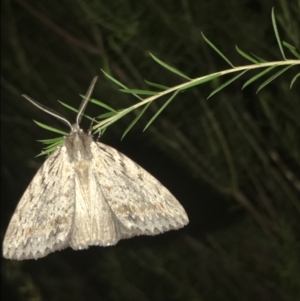 Chlenias nodosus at Garran, ACT - 12 May 2021