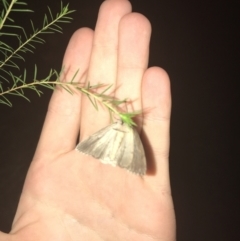 Chlenias nodosus at Garran, ACT - 12 May 2021