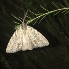 Chlenias nodosus at Garran, ACT - 12 May 2021