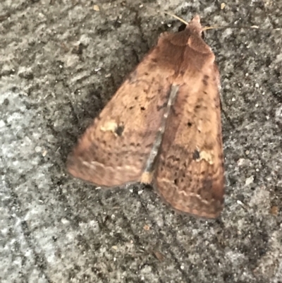 Diarsia intermixta (Chevron Cutworm, Orange Peel Moth.) at Phillip, ACT - 14 May 2021 by Tapirlord