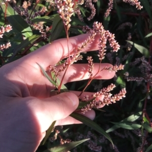 Persicaria decipiens at Lyneham, ACT - 14 May 2021 08:30 AM