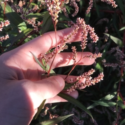 Persicaria decipiens (Slender Knotweed) at City Renewal Authority Area - 13 May 2021 by Tapirlord