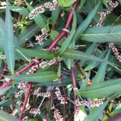 Persicaria decipiens at Lyneham, ACT - 14 May 2021 08:30 AM