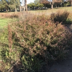 Persicaria decipiens at Lyneham, ACT - 14 May 2021