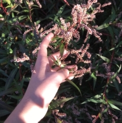 Persicaria decipiens at Lyneham, ACT - 14 May 2021 08:30 AM