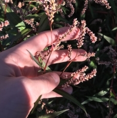 Persicaria decipiens at Lyneham, ACT - 14 May 2021 08:30 AM