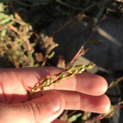 Persicaria hydropiper (Water Pepper) at Sullivans Creek, Lyneham South - 13 May 2021 by Tapirlord