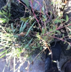 Persicaria hydropiper at Lyneham Wetland - 14 May 2021