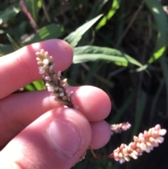 Persicaria decipiens (Slender Knotweed) at Sullivans Creek, Lyneham South - 13 May 2021 by Tapirlord