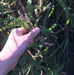 Persicaria decipiens at Lyneham, ACT - 14 May 2021