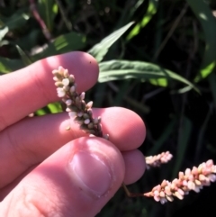 Persicaria decipiens at Lyneham, ACT - 14 May 2021