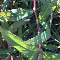 Persicaria decipiens at Lyneham, ACT - 14 May 2021