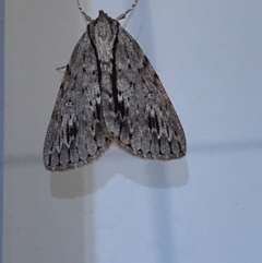 Chlenias banksiaria group (A Geometer moth) at Lyneham, ACT - 14 May 2021 by Tapirlord