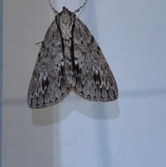 Chlenias banksiaria group (A Geometer moth) at Lyneham, ACT - 13 May 2021 by Tapirlord