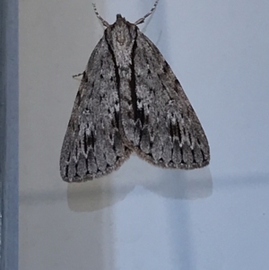 Chlenias banksiaria group at Lyneham, ACT - 14 May 2021