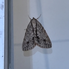 Chlenias banksiaria group at Lyneham, ACT - 14 May 2021