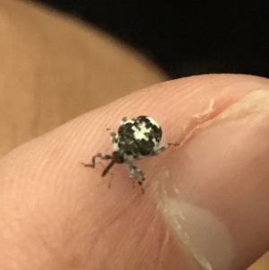 Mogulones larvatus at Cook, ACT - 29 Mar 2021 02:07 PM