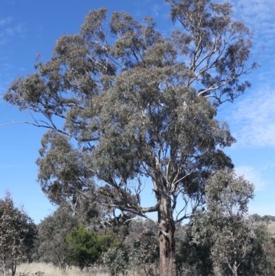 Eucalyptus melliodora (Yellow Box) at Forde, ACT - 20 May 2021 by jbromilow50