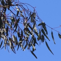 Eucalyptus melliodora at Goorooyarroo NR (ACT) - 20 May 2021