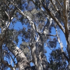 Eucalyptus melliodora at Goorooyarroo NR (ACT) - 20 May 2021